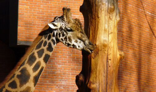 Giraffe