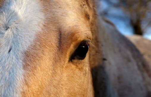 The Eye of a White Horse