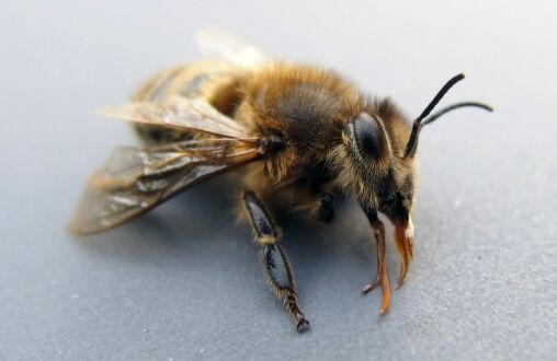 Bee On Macro Photography