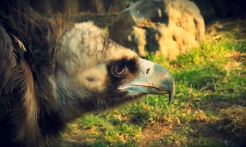 Vulture Head