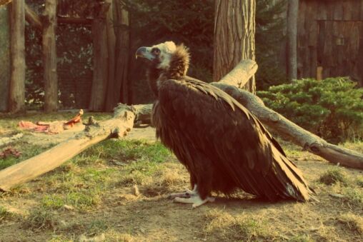 Vulture