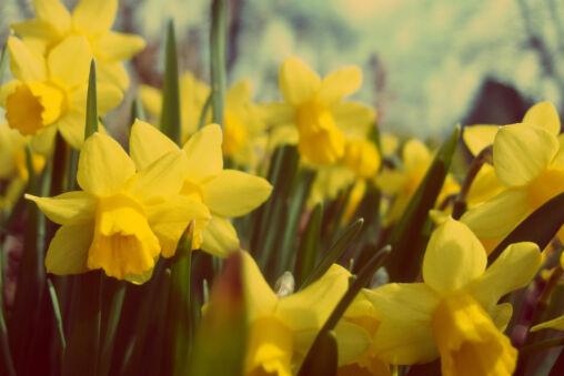 Yellow Daffodil