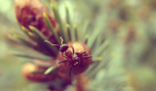 Ant