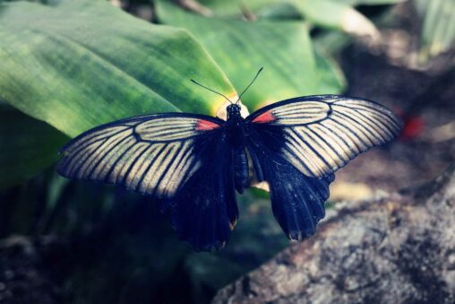 Butterfly