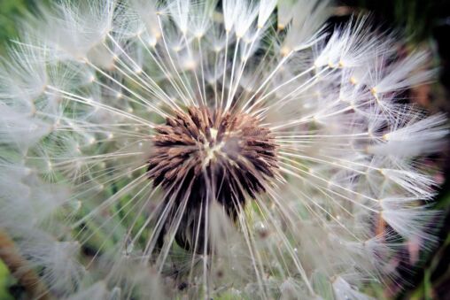 Blowball