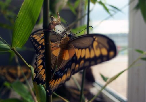 Butterfly Detail