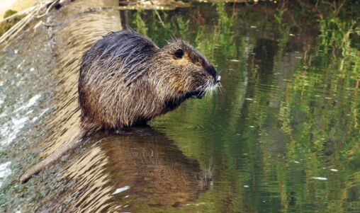 Coypu