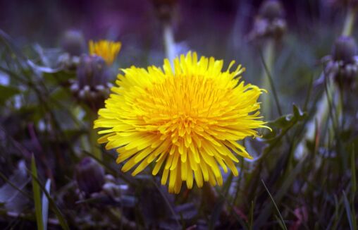 Dandelion Blossom