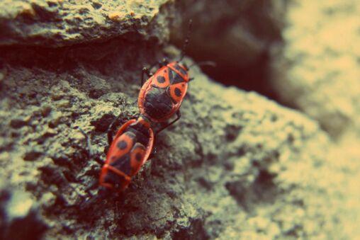 Firebugs