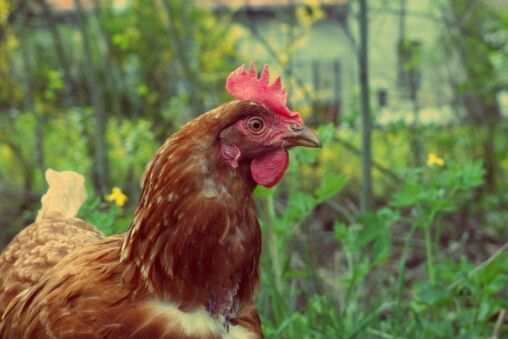 Free Range Chicken
