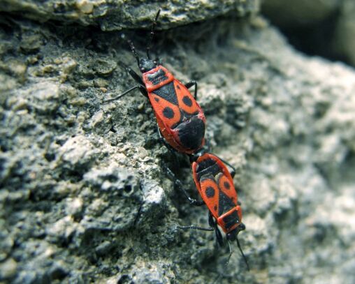 Pyrrhocoris Apterus