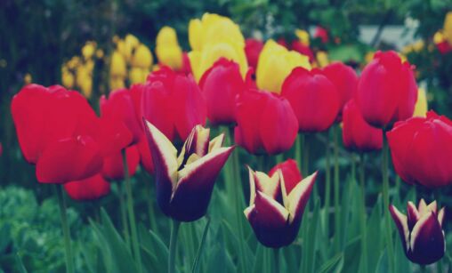 Tulips