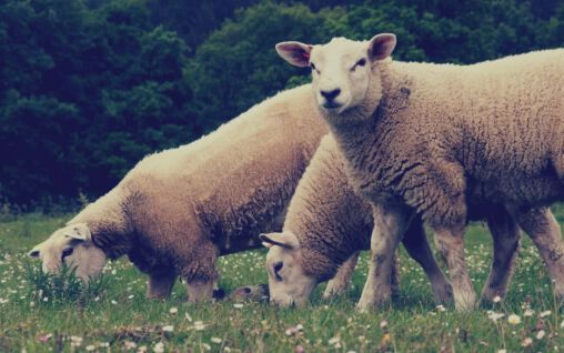 Sheeps