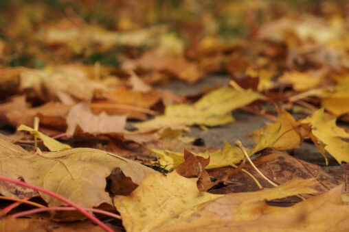 Autumn Foliage