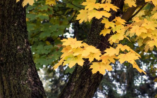 Autumn Leaves