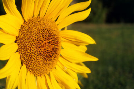 Sunflower Blossom