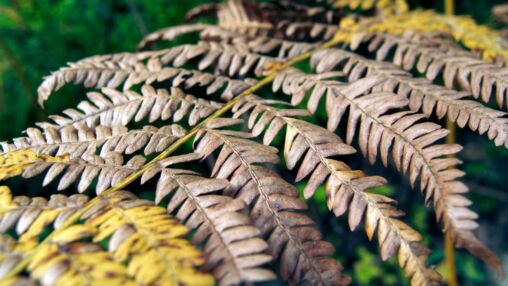 Dead Fern Leaf