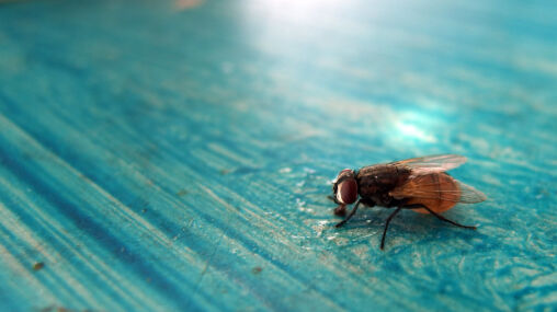 Beautiful fly on the blue table
