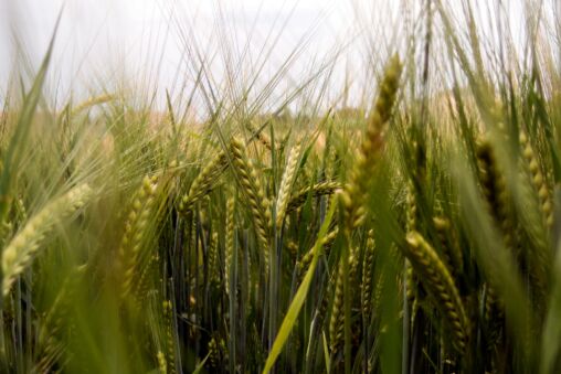 Green Barley On The Field