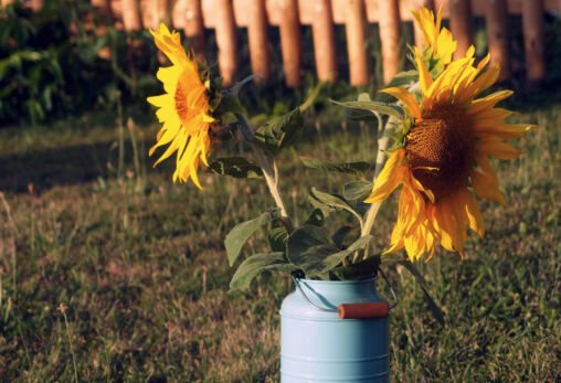 Sunflowers