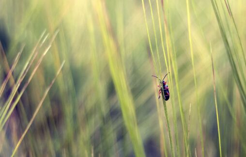 Beetle In Grass