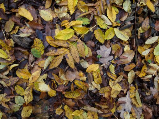 Background of colorful autumn leaves on forest floor