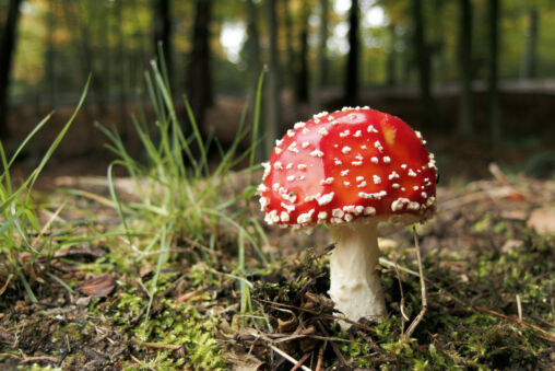 Fly Agaric Mushroom