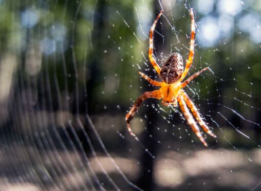 Cross Spider On The Net