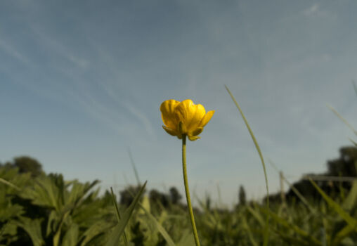 Solitary Yellow Flower