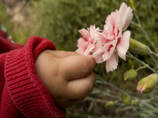 Baby hand picking the flower