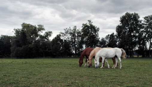 Three horses