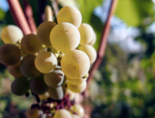 Bunch of Wine Grapes