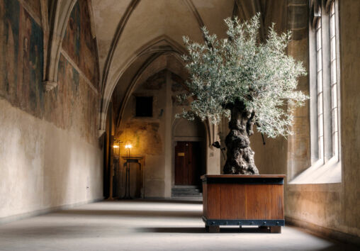 Old Olive Tree Inside a Monastery