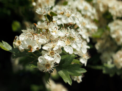 Cherry blossoms close up