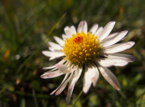 Daisy flower