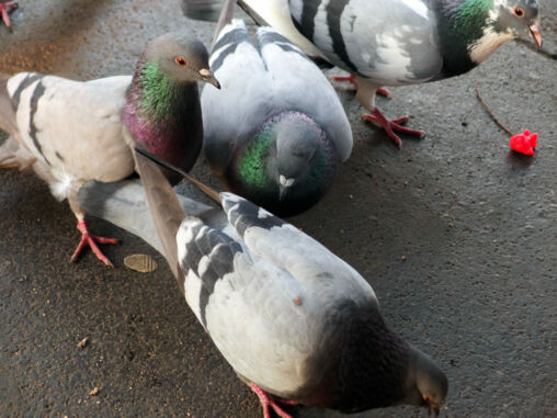 Domestic pigeons in the city