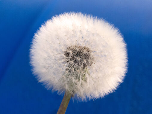 Withered Dandelion – Blue Background