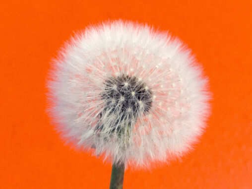 Withered dandelion – Orange Background