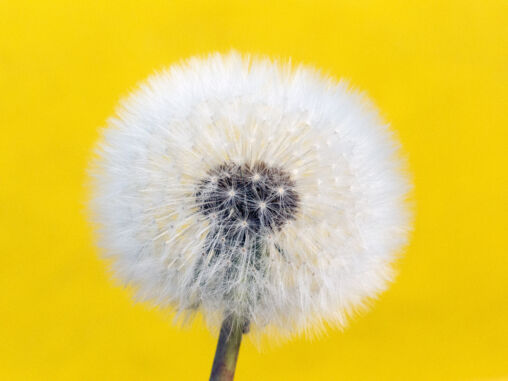 Withered Dandelion – Yellow Background