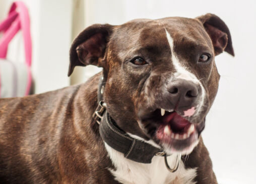 Angry Dog
