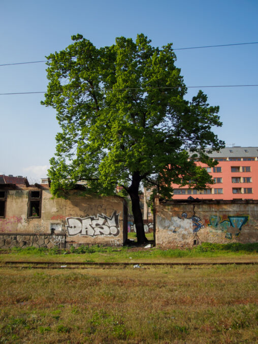 Tree in the city