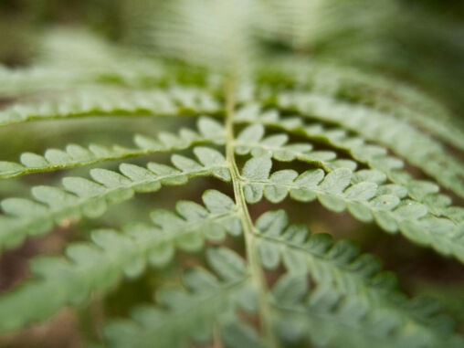 Bracken close up