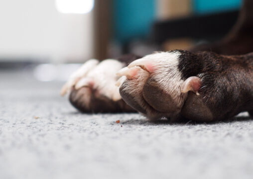 Dog legs and claws