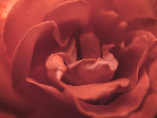 Red Rose Blossom Detail