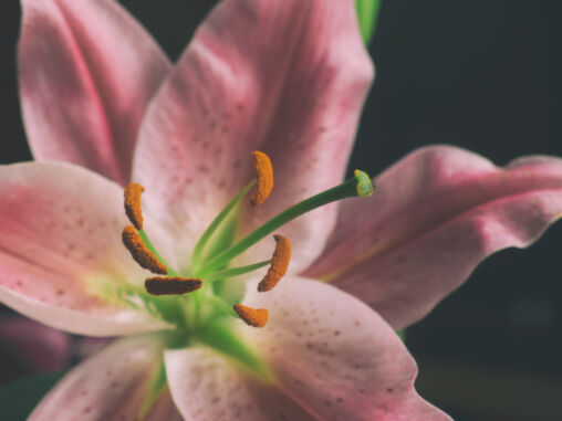 Lilium Blossom