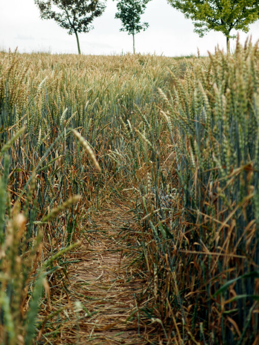 Way In The Field