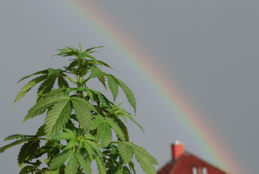 Marijuana And Rainbow