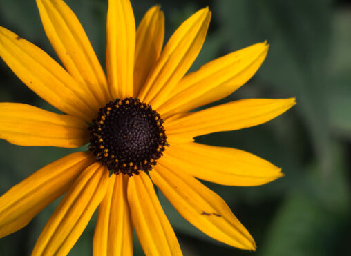 Orange Coneflower