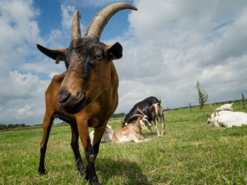 Brown Goat