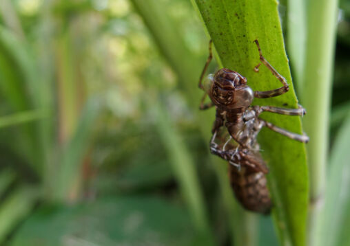 Moulted Nymph Of The Dragonfly